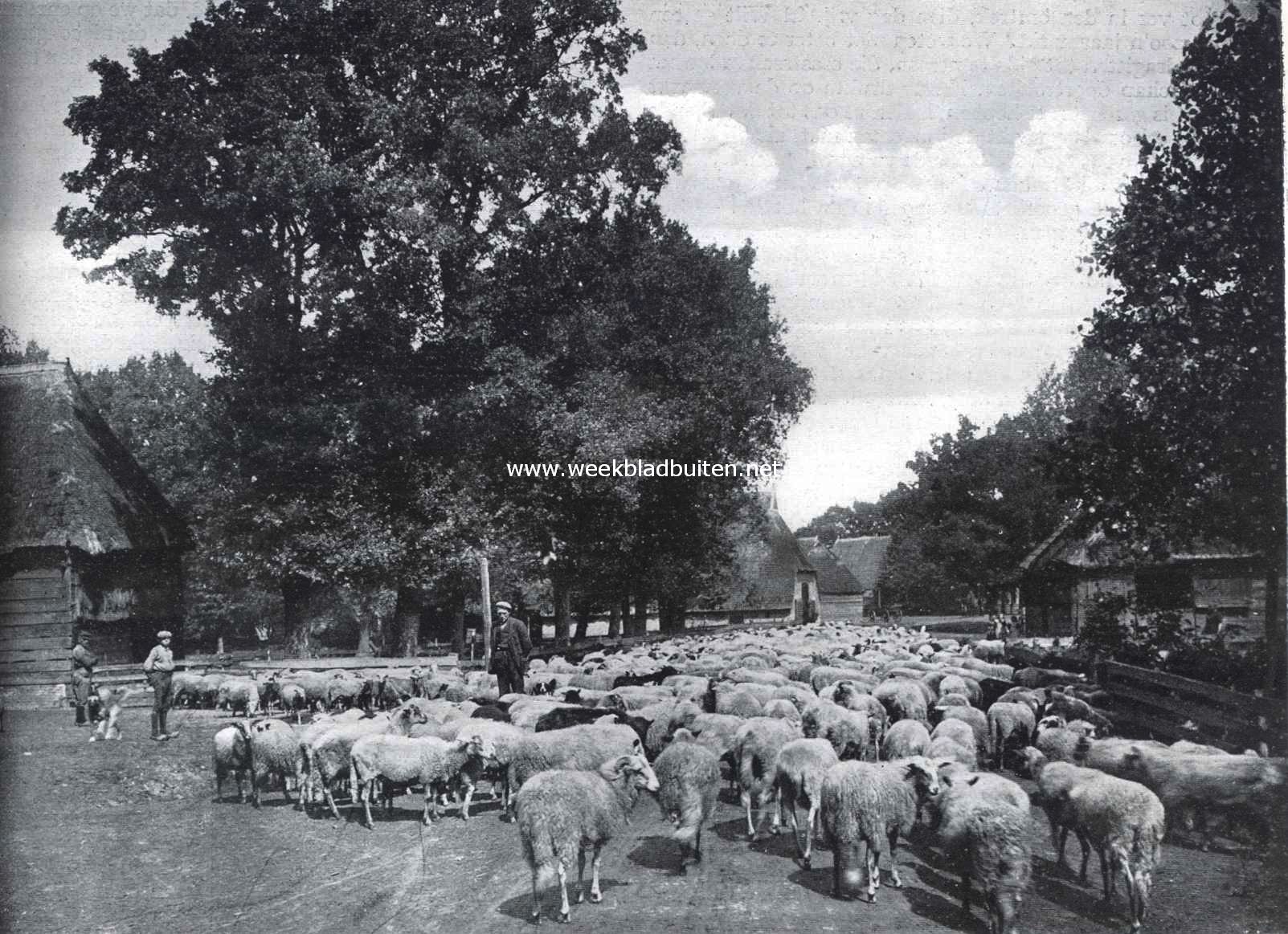 Door de binnenlanden van Drente. Kudde schapen in het heidedorpje Elp