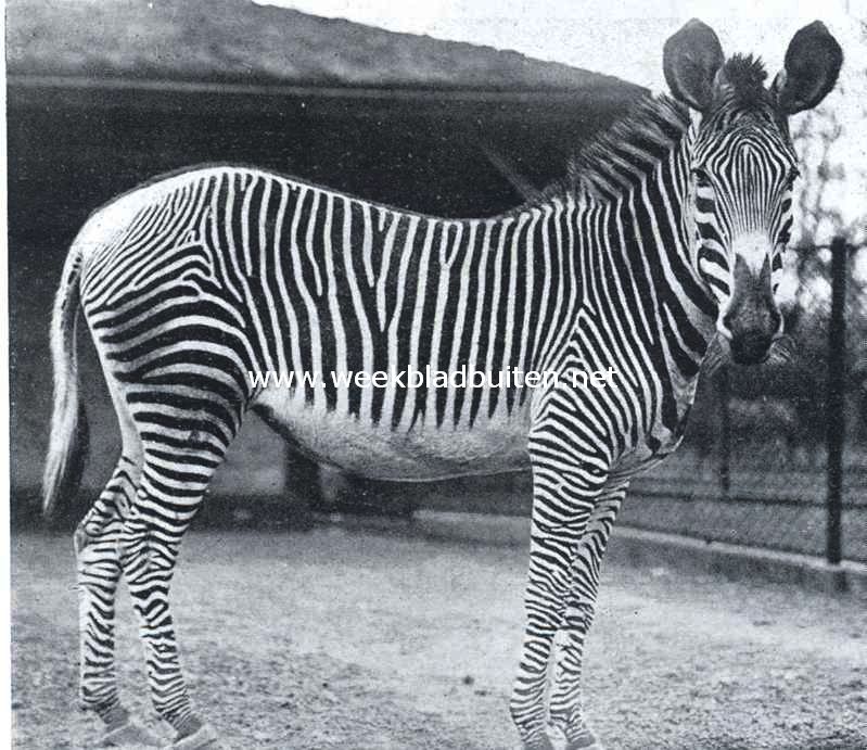 Een mooie Grevy-zebra