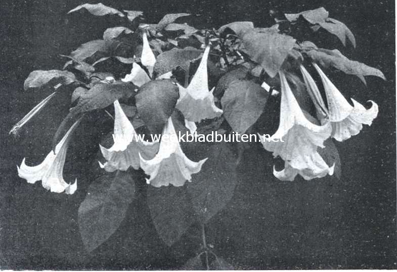 Bloemkroon van de Datura Arborea Suaveolens