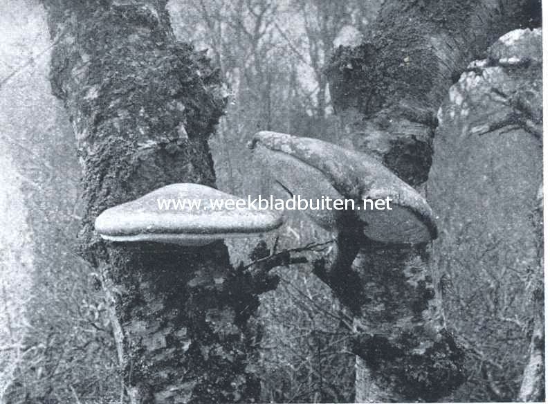 Berkenzwam