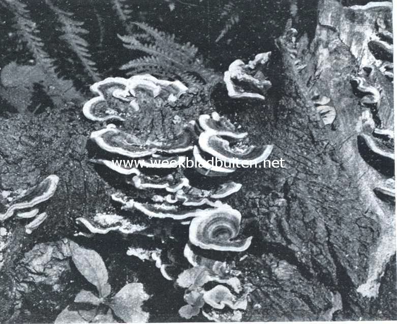 Elfenbankjes
