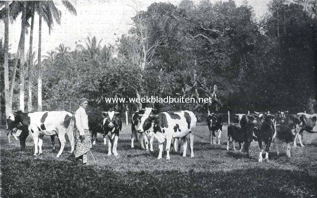 Een boerderij te Salatiga. Het melkvee in de wei