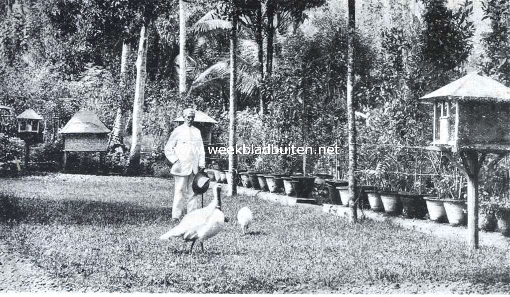 Een boerderij te Salatiga. De heer Don Griot bij zijn kalkoenen