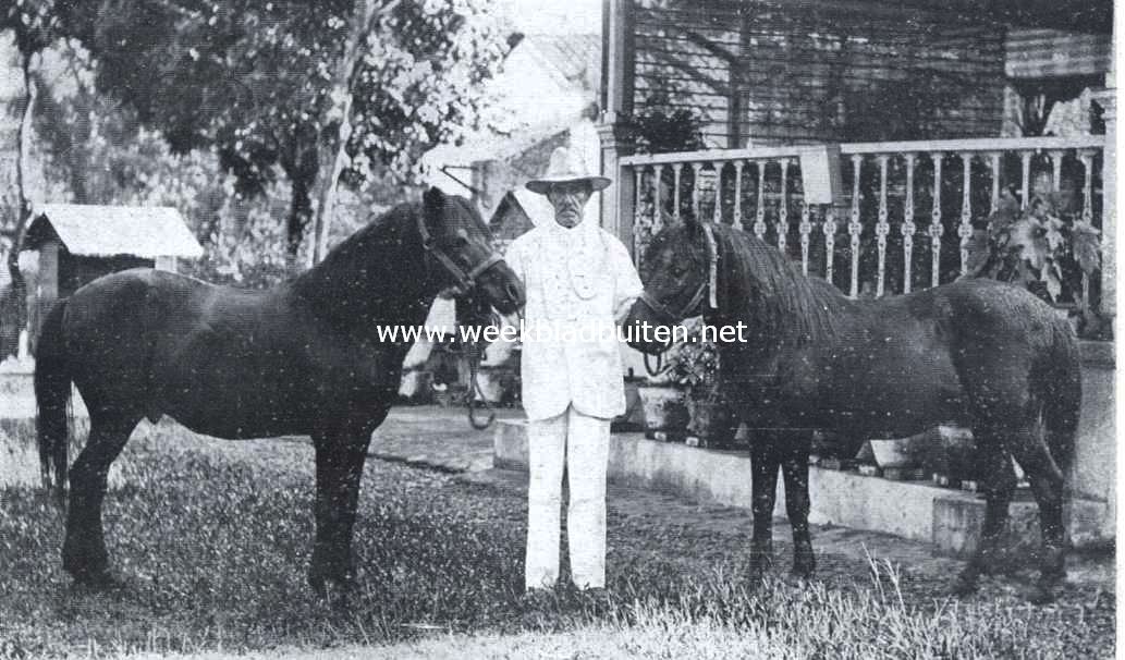 Een boerderij te Salatiga. De eigenaar met zijn paarden