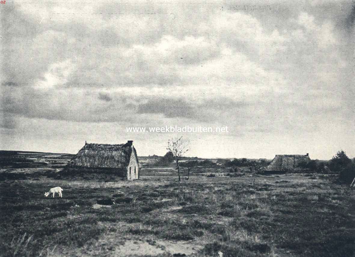 Op de heide bij Havelte
