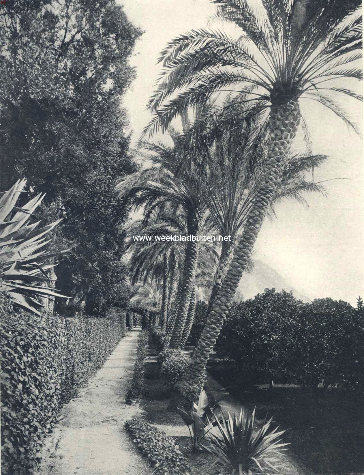 Rotsformaties en plantengroei aan de Azuurkust. Hooggelegen tuinen met een rij hooge dadelpalmen, afgewisseld met andere exotische planten, in de laagte, rechts, een aanplanting van den bitteren oranjeboom (citrus bigaradia), voor de bereiding van de neroli- of oranje bloesemolie uit de welriekende bloemen. Hyres