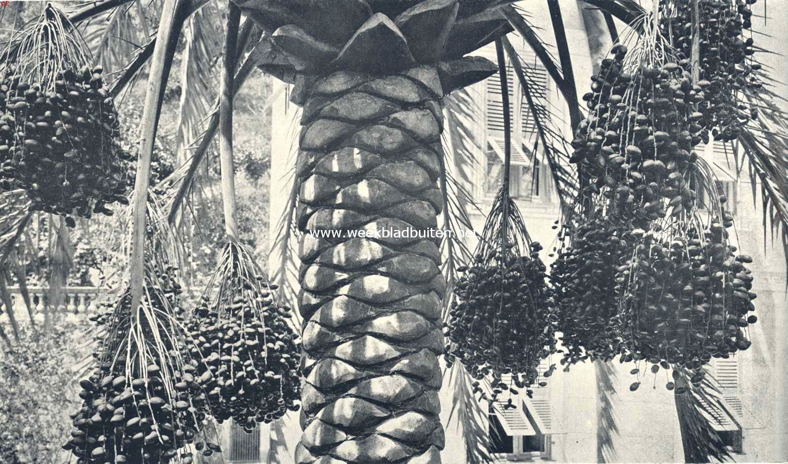 Rotsformaties en plantengroei aan de Azuurkust. Dadelpalm, zwaar met vruchten beladen, hangen de trossen uit het onderste kroongedeelte naar beneden, te Hyres en op andere goed-beschutte deelen van de Azuurkust komen de dadels tot rijpheid