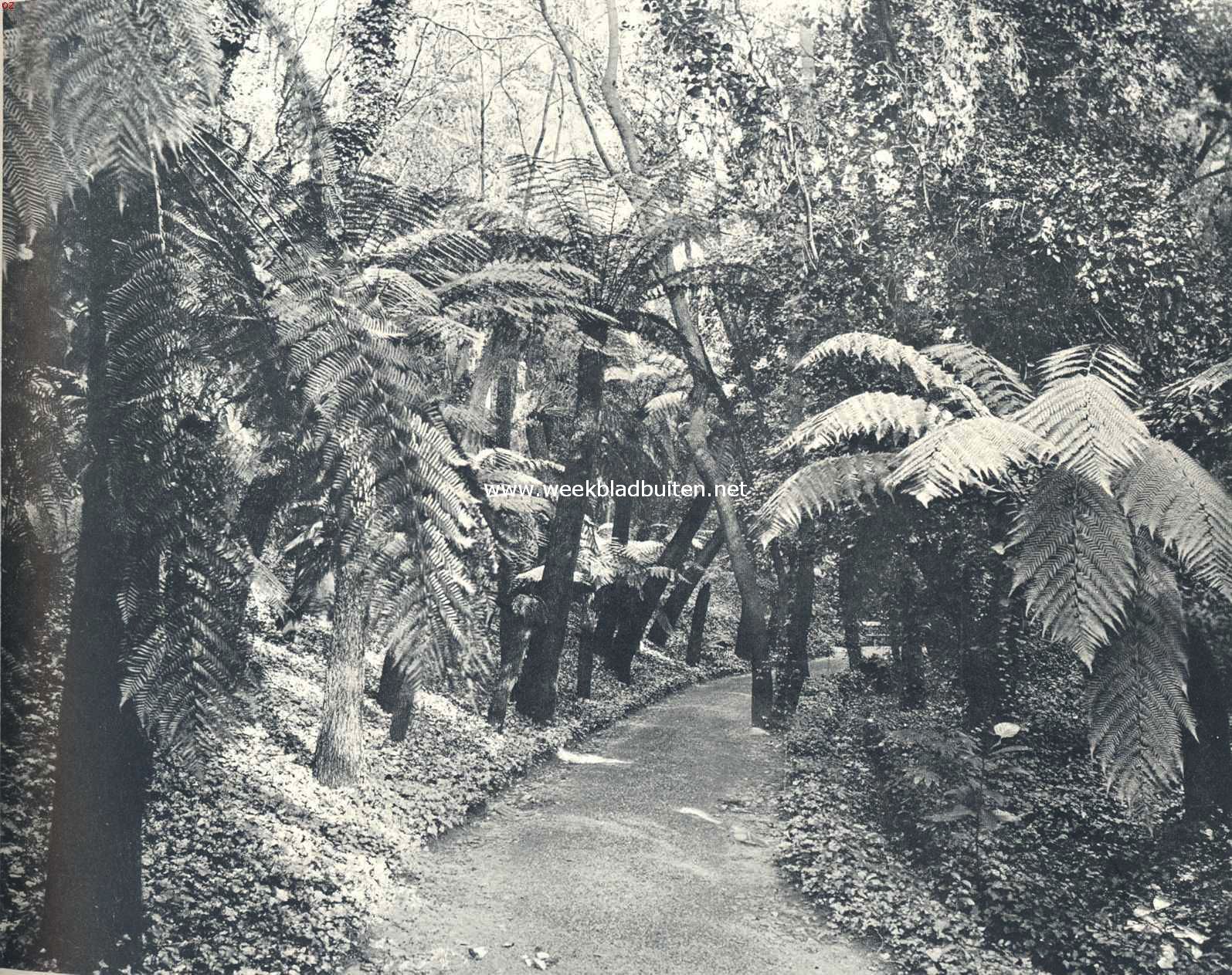 Rotsformaties en plantengroei aan de Azuurkust. Boomvarens onder palmen en andere tropische boomsoorten in den tuin der villa Thuret, nu botanischen tuin van den staat, op het schiereiland La Garoupe