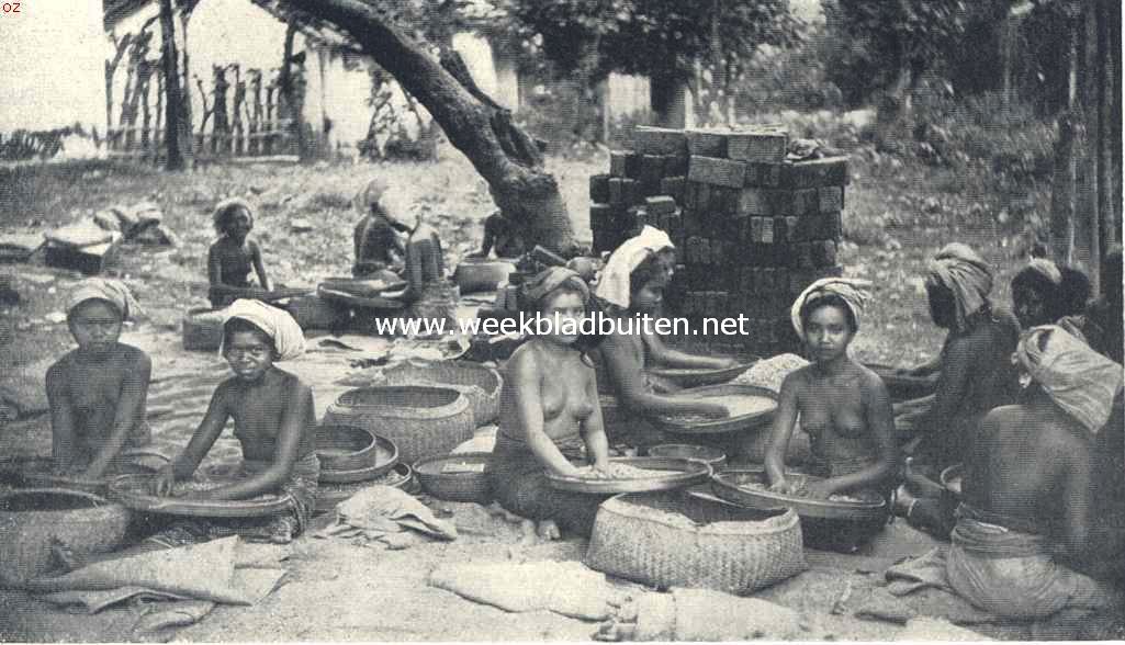 Bali. Koffie-sorteerende vrouwen te Den Pasar