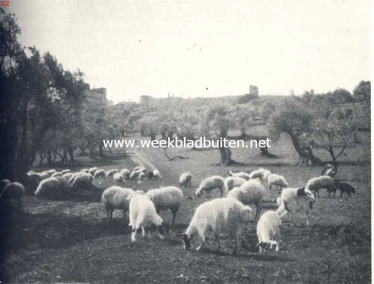 Onwetenschappelijke reisindrukken. Kudde schapen en geiten in den olijfboomgaard van Mos