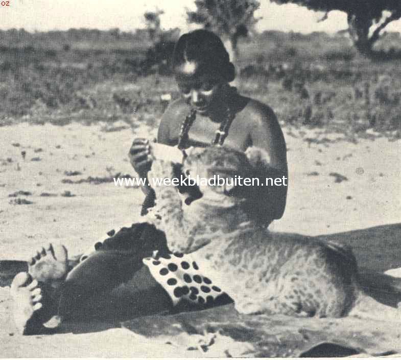 De bewoners van Oost-Afrika. Een leeuwtje van drie maanden, uit de flesch drinkend