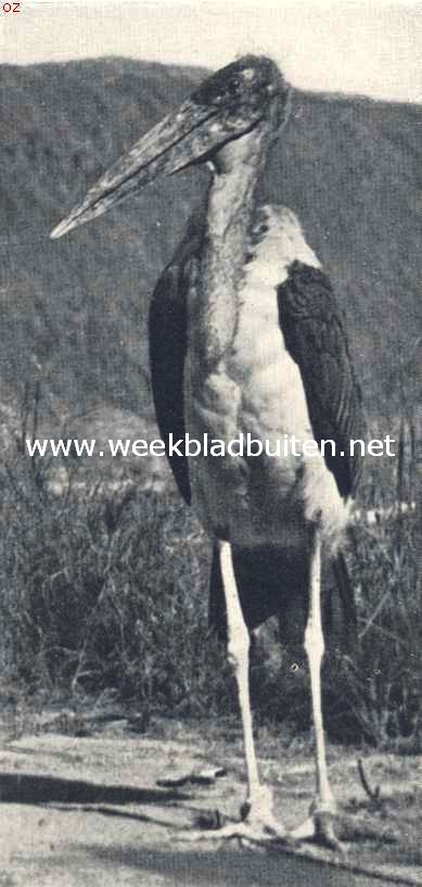 De bewoners van Oost-Afrika. Oude maraboe, in Oost-Afrika gevangen, en later uit den Zologische tuin te Boedapest ontvlucht