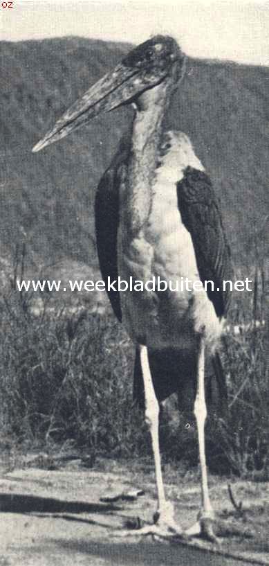 De bewoners van Oost-Afrika. Oude maraboe, in Oost-Afrika gevangen, en later uit den Zologische tuin te Boedapest ontvlucht