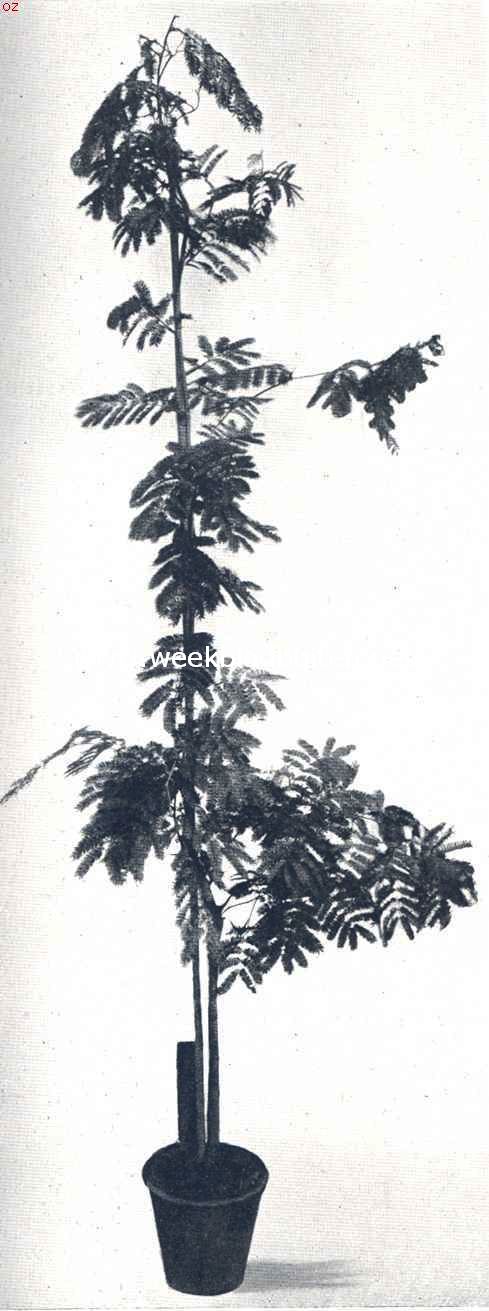 Acacia Cornigera, in een pot gekweekt