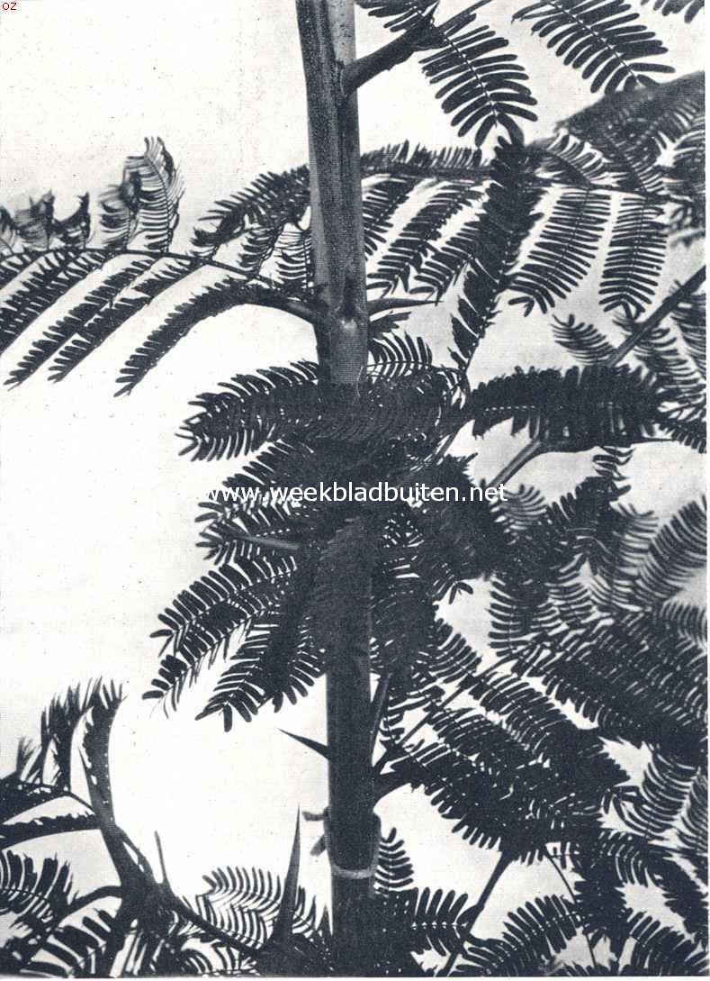 Stammetje van Acacia Cornigera Willd. De doorns, welke in het vaderland van den boom door mieren bewoond worden, zijn goed te zien, evenals de z.g.n. mierenbroodjes, hier en daar aan de topeinden der bladvinnetjes