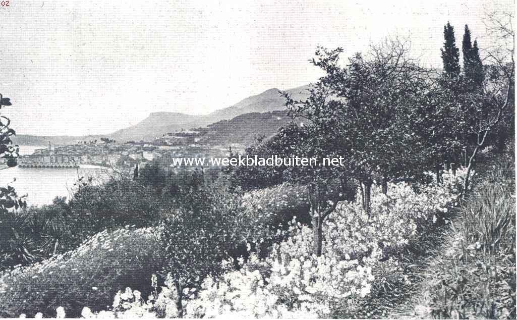 Tropische plantengroei aan de Riviera. Bloemenweelde, met uitzicht op de Middellandsche Zee