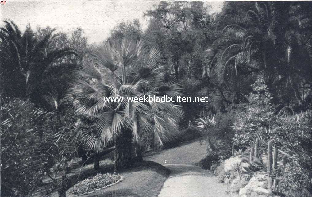 Tropische plantengroei aan de Riviera. Palmenpracht