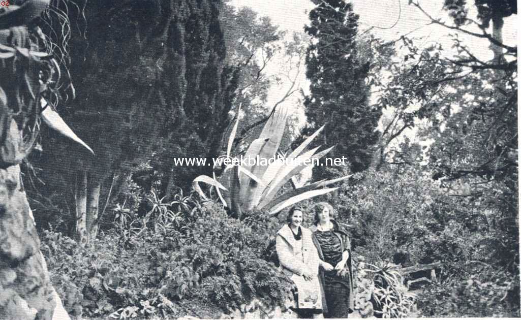 Tropische plantengroei aan de Riviera. Te midden van den tropischen overvloed