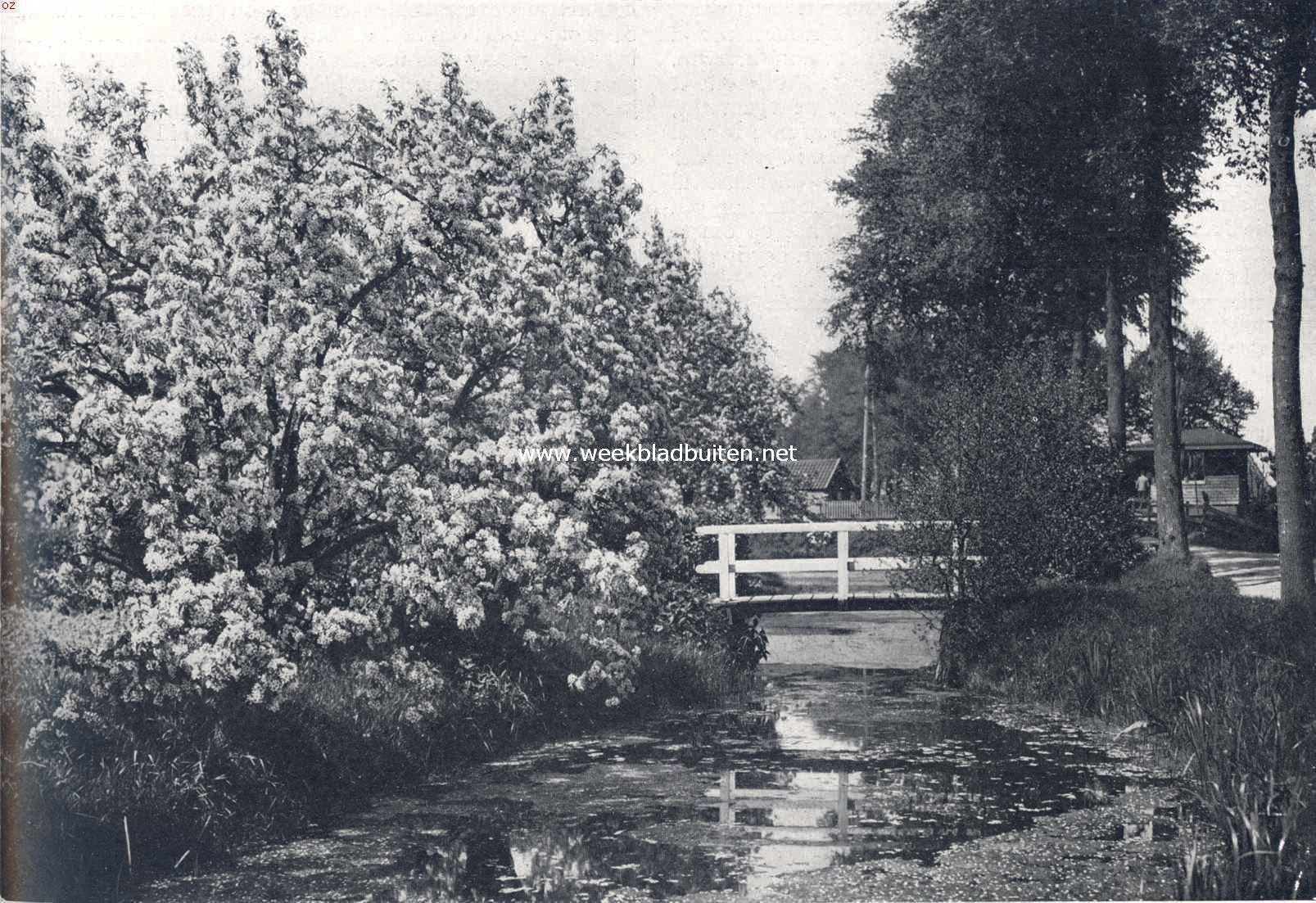 Bloesemweelde in het vaderland 2
