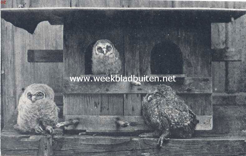 Vogelleven. Jonge boschuilen voor hun geboortehuis, een verlaten duiventil