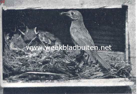 Roodstaartje bij zijn nest met jongen in een oud sigarenkistje