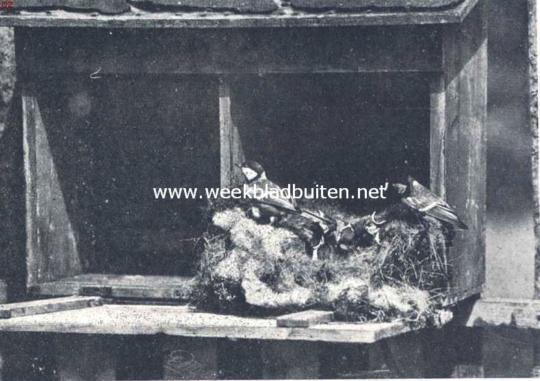 Vogelleven. Meezen-familie, nestelend in een brievenbus