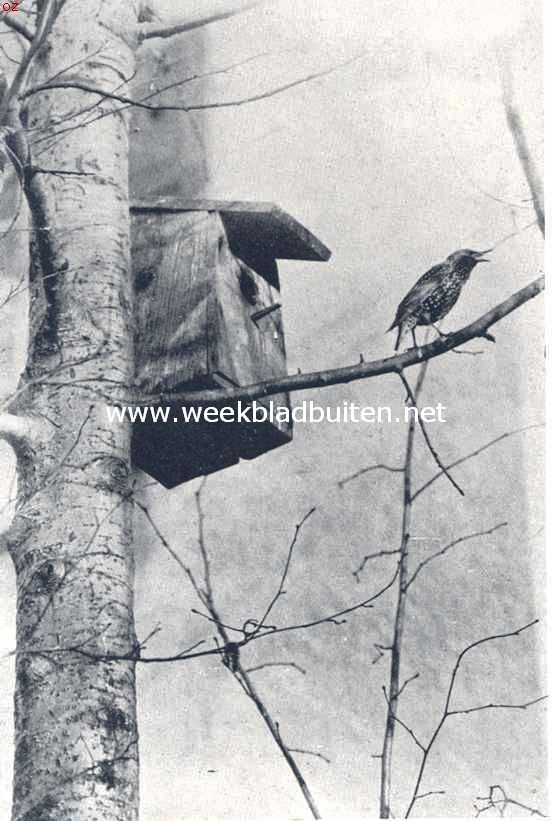 Vogelleven. Babbelende spreeuw