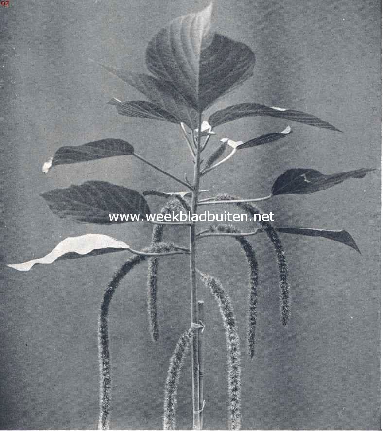 Een ongemeene en bevallige sierplant, bloeiende Acalipha Sanderi