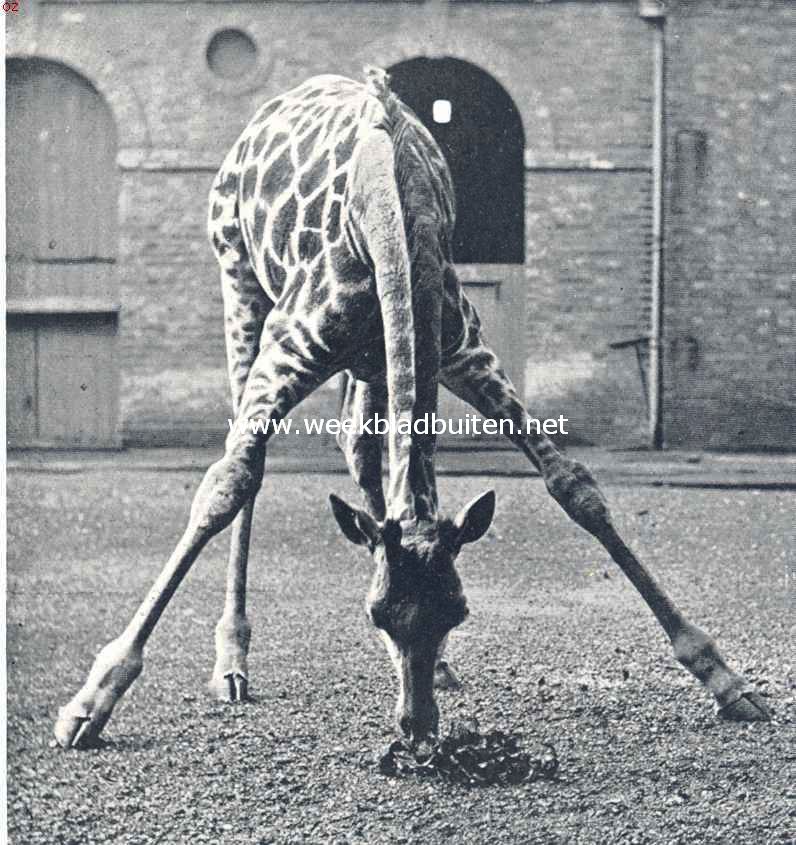 Giraffe aan den maaltijd