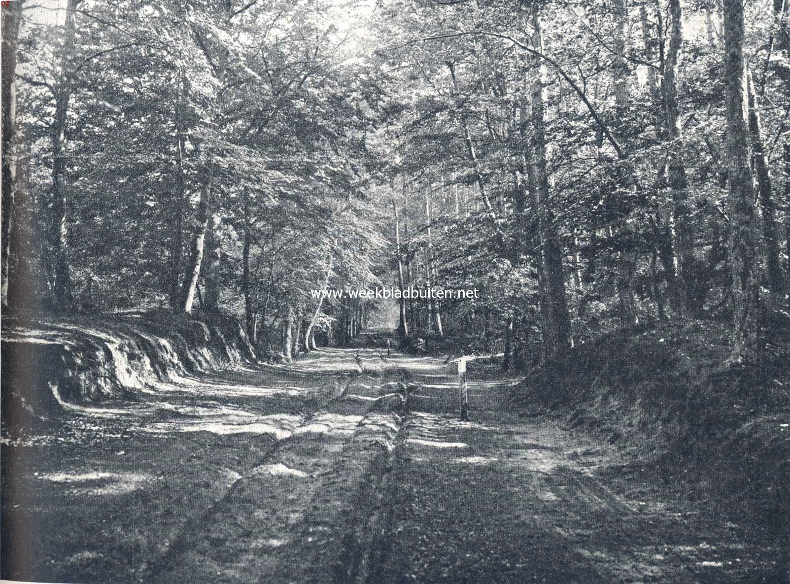 Door de bosschen van de Noord-Veluwe. De Poolsche weg in het Leuvenumsche bosch