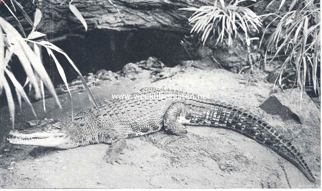 Een oord vol schoonheid. Indische krokodil in het reptielenhuis