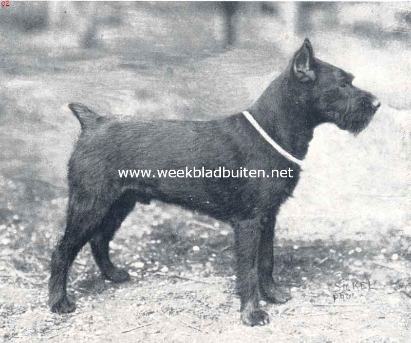 Schnauzers. Manchester Black Prince