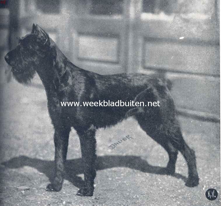 Schnauzers. Kampioen Brnhilde von alt Worms