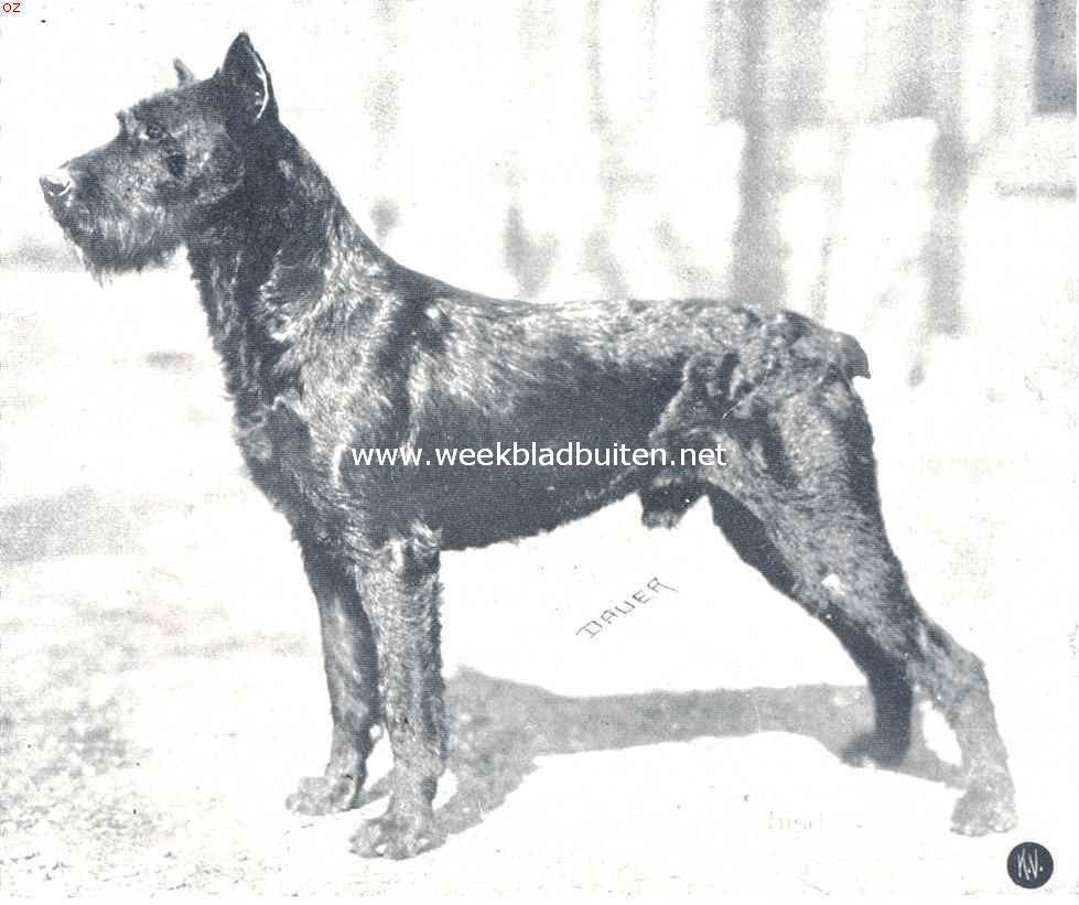Schnauzers. Riesenschnauzer Michel vom Kinzingthal