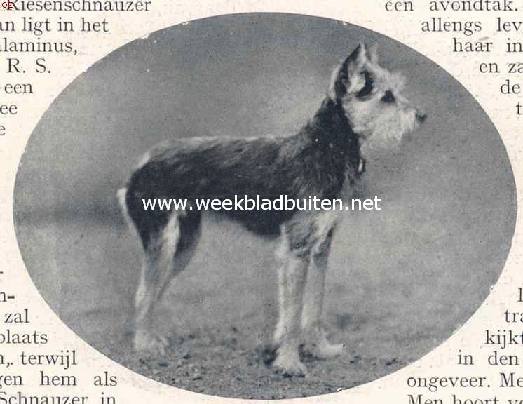 Schnauzers. Dwergschnauzer 