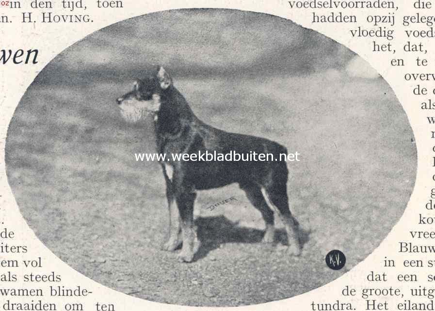 Schnauzers. Dwergschnauzer Sieger Dynast von Annenhof