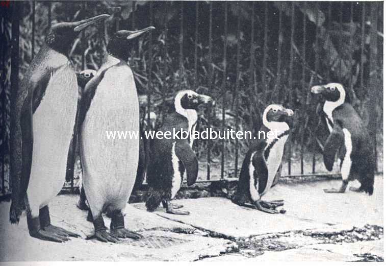 Pinguins. Een gezelschap koningspinguins en de kleinere Zuid-Afrikaansche zwartvoet-pinguins