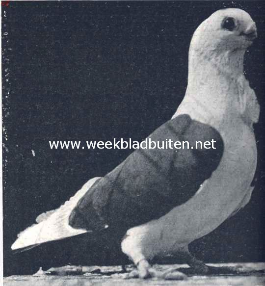 Oostersche meeuwen. Zwart-schild Anatolische meeuw, doffer