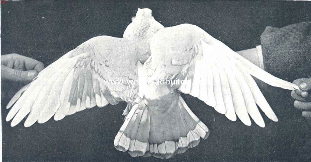 Oostersche meeuwen. Silverette