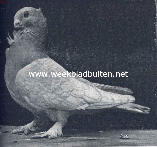Oostersche meeuwen. Geelgezoomde Blondinette doffer