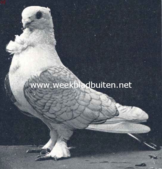 Oostersche meeuwen. Blauwgezoomde satinette