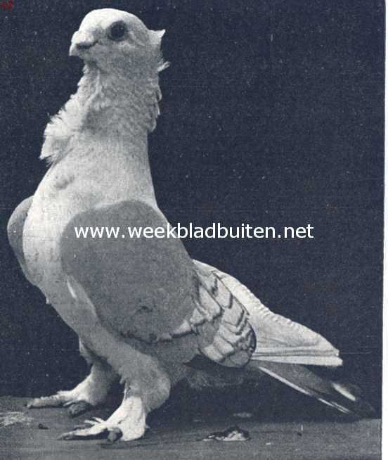 Oostersche meeuwen. Bluette