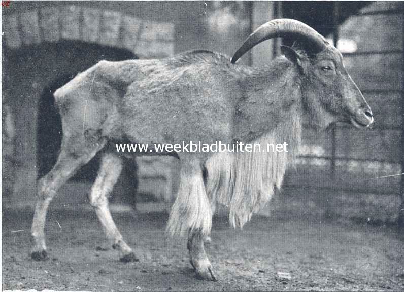 Afrikaansche mouflon of tedal