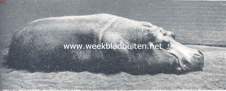 Het nijlpaard. Rustend nijlpaard