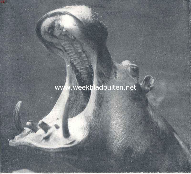 Het nijlpaard. Het lieve mondje van een der nijlpaarden in Artis