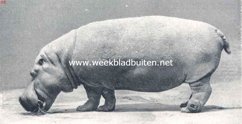 Het nijlpaard. Nijlpaard, een sober maal gras verorberend