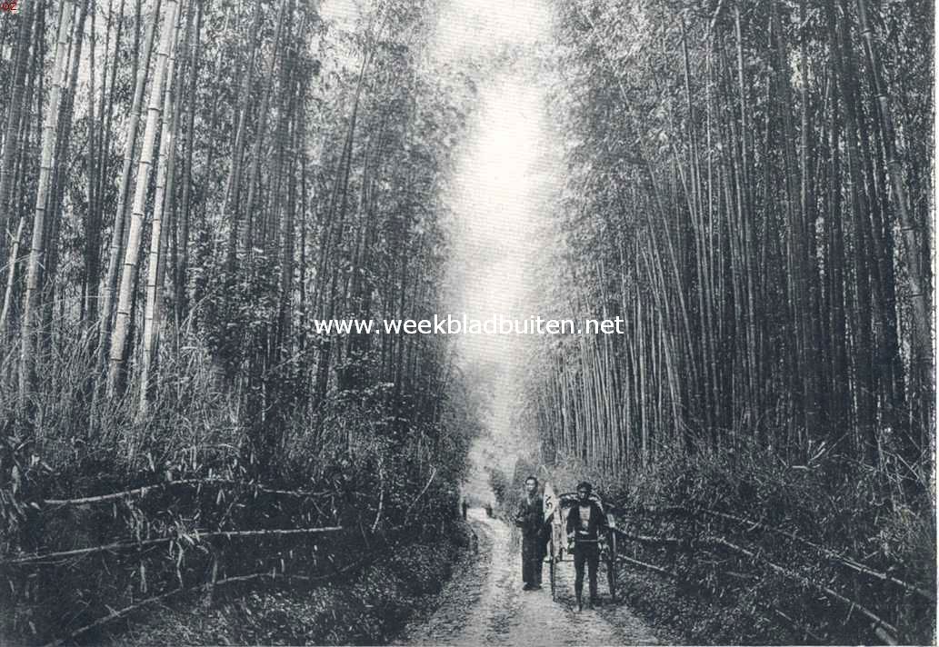 Japan. Bamboe-bosch bij Yokohama