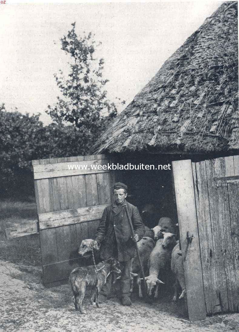 Sallandsche schaapskooi