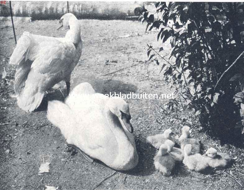 Zwanenfamilie