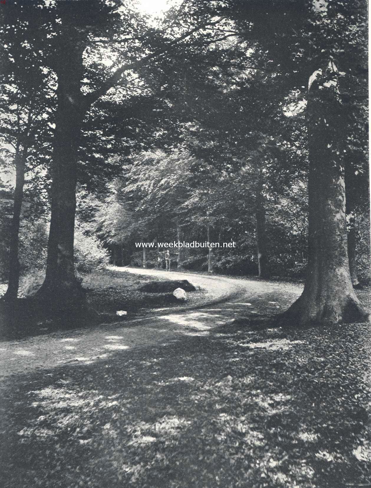 In het bosch op een stillen herfstdag